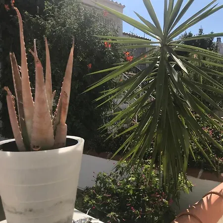 Bonita *